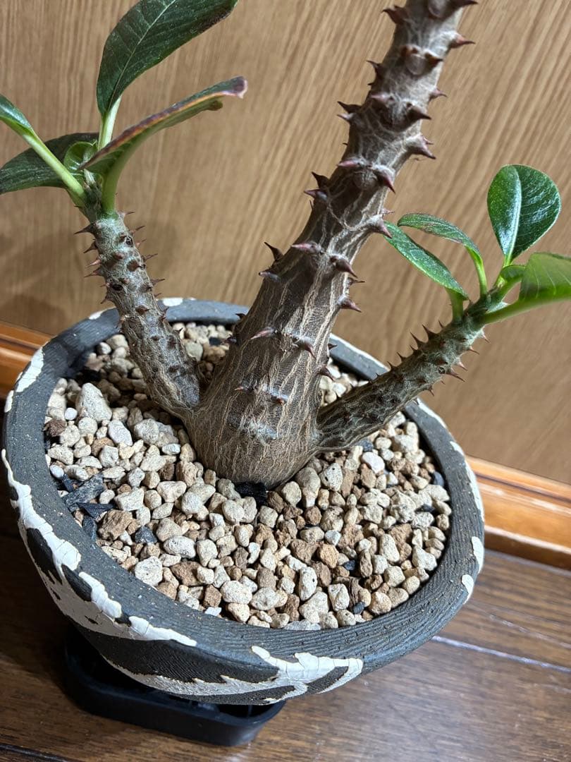 国内実生　パキポディウム　ウィンゾリー検）パキプス　グラキリス　アガベ