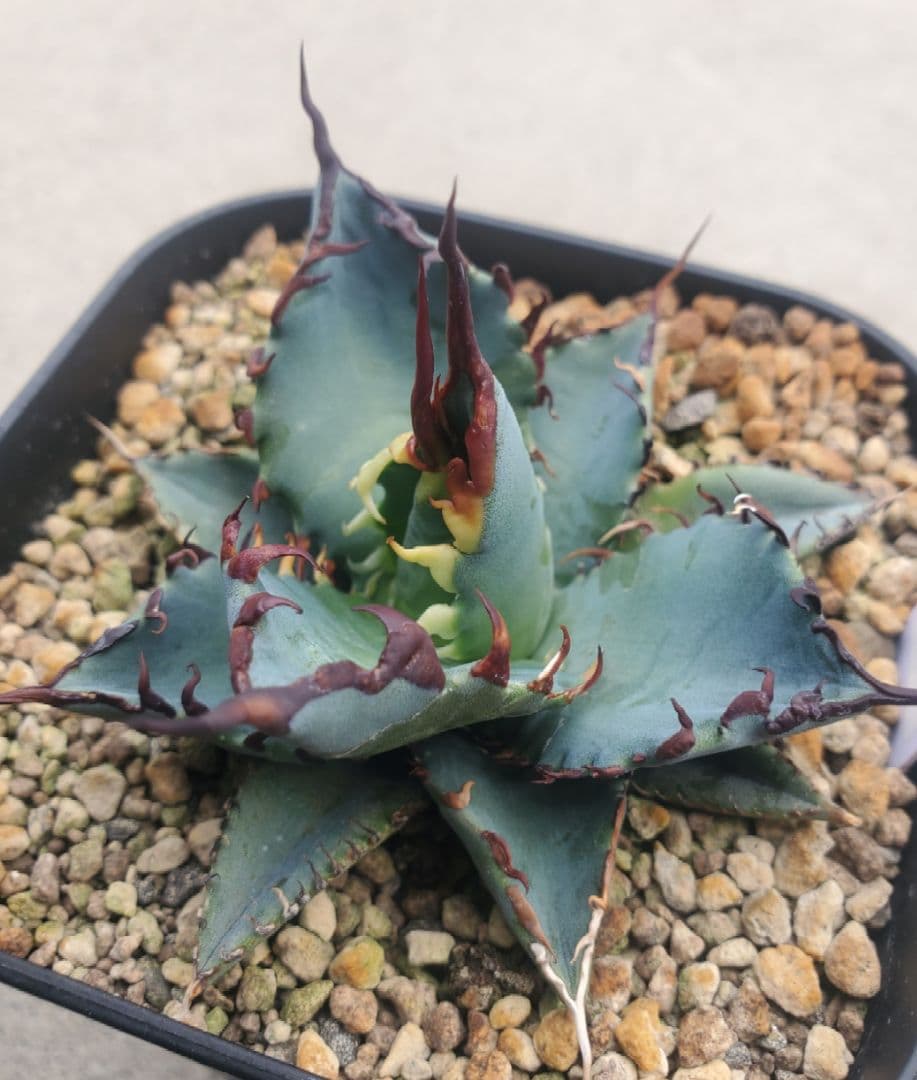 アガベ　チタノタ　エボリ×BB　エボリBB　ハイブリッド　子株