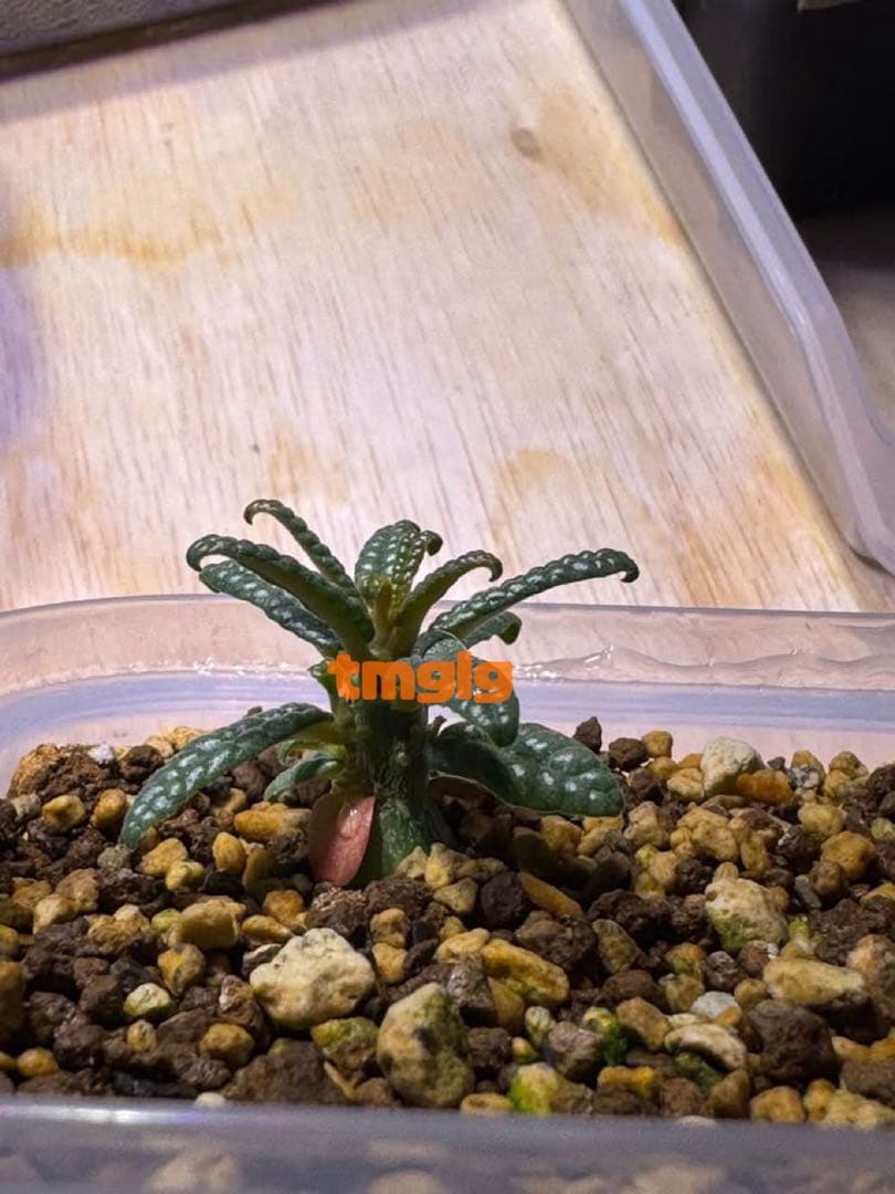 ドルステニア　ギガス　ブラータ　種子10粒