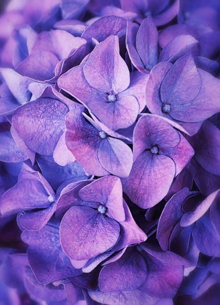 チロル様 紫陽花ピアス&リング、白のお花のネックレス、ブレス、フープピアス G