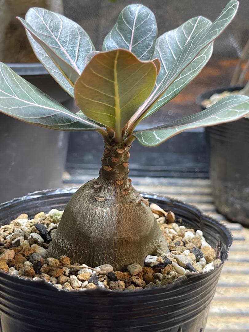 シーズン終了につき格安！アデニュウムソコトラナム(ホンソコ)実生２年目