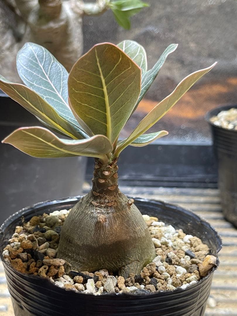 シーズン終了につき格安！アデニュウムソコトラナム(ホンソコ)実生２年目