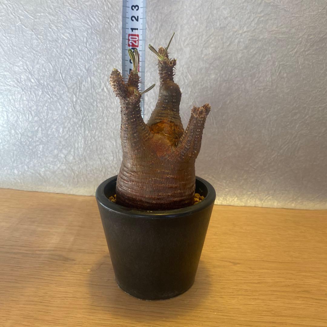 グラキリス 発根管理中 現地球