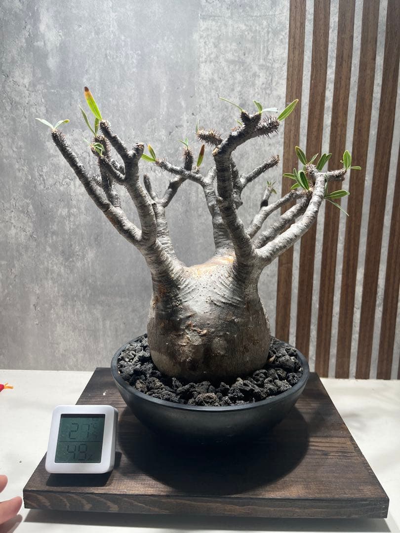 グラキリス 現地球 良型 発根済み 鉢付き