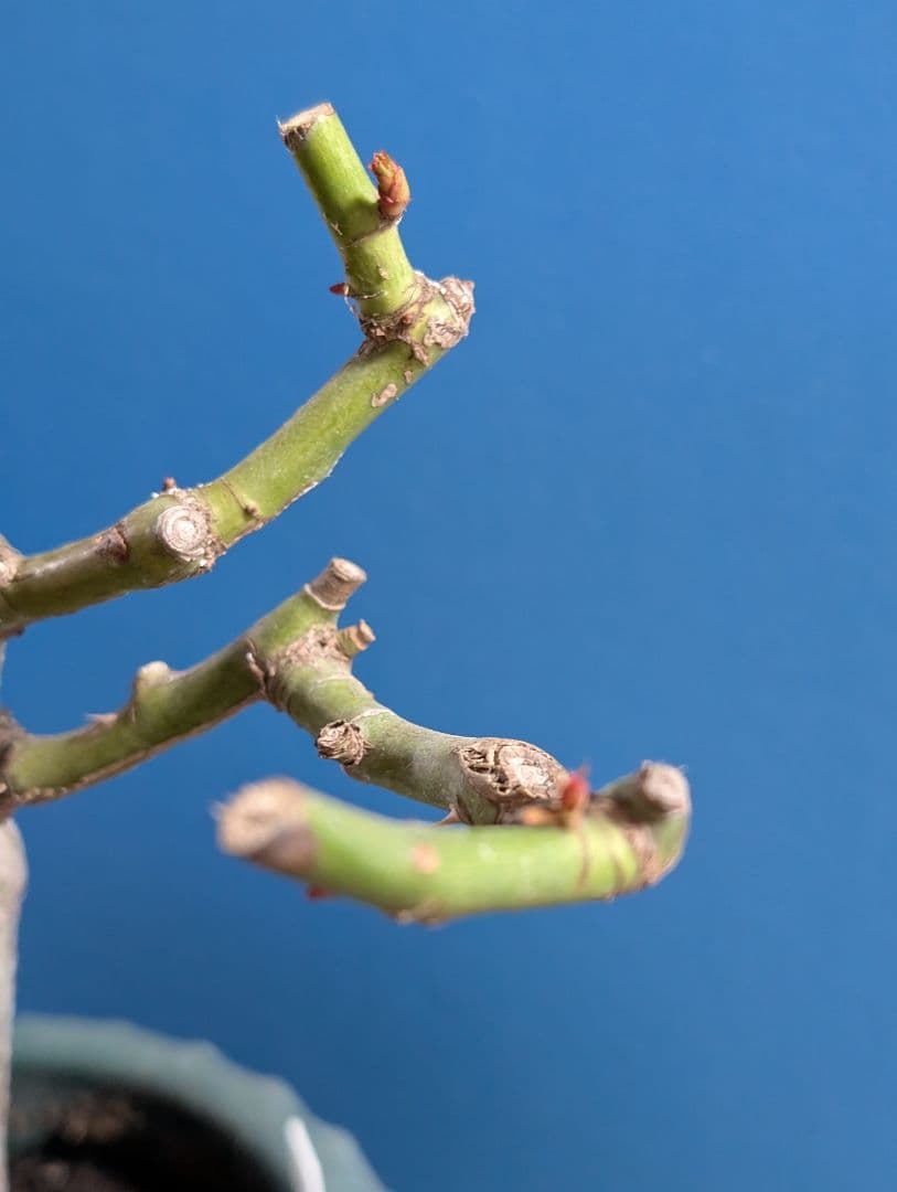 専用★薔薇：藤色のロゼット咲き【アンティークウ◯◯〇】大苗～中苗程度他1品種