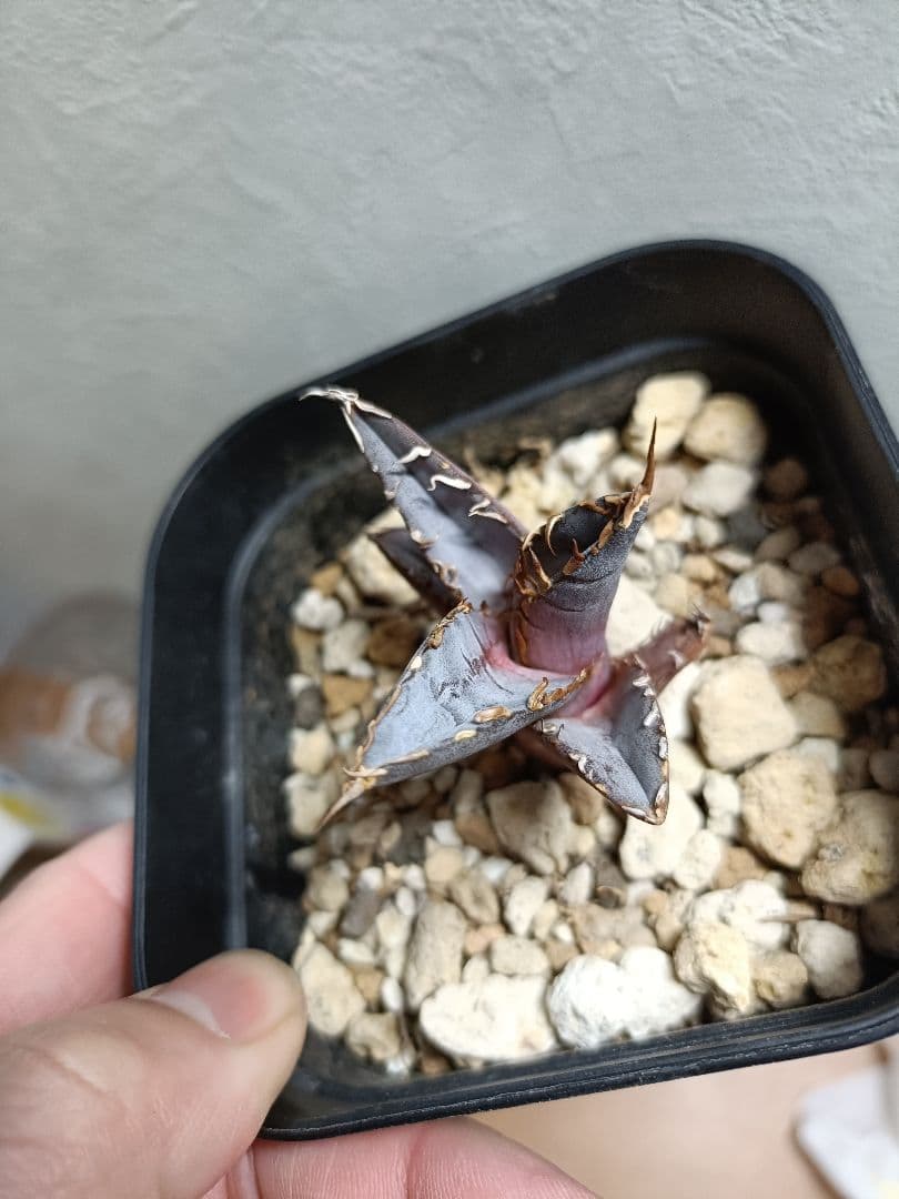 てん様　確認用