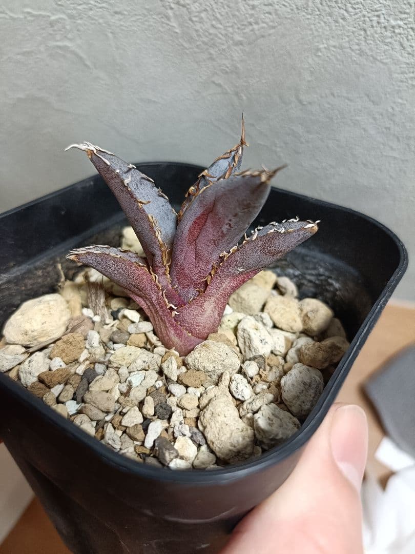 てん様　確認用