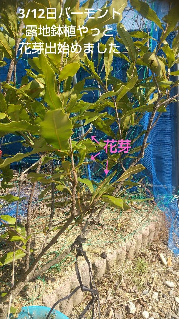 【マカダミアナッツ取り木】 ☀限定特別販売ご案内 バーモント、バーディック