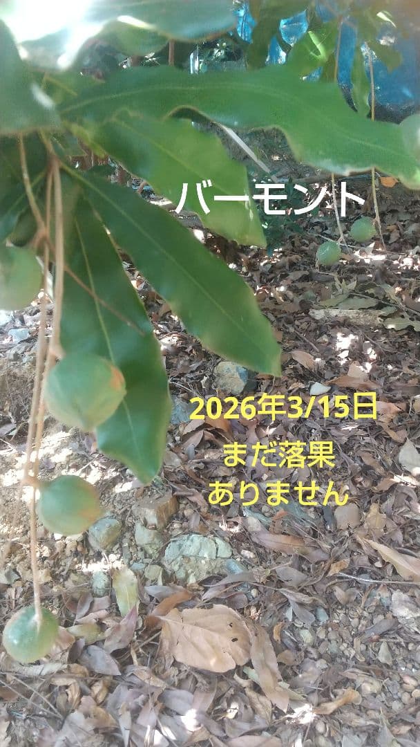 【マカダミアナッツ取り木】 ☀限定特別販売ご案内 バーモント、バーディック