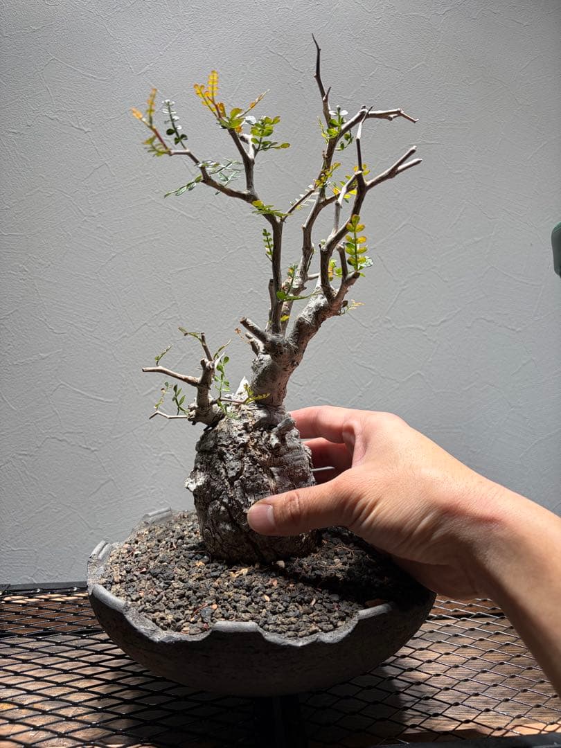 オペルクリカリアパキプス　みやび鉢