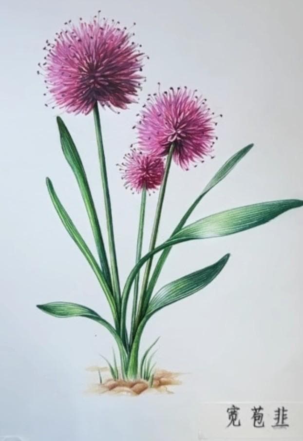 色鉛筆48色-うさこ様-12セット