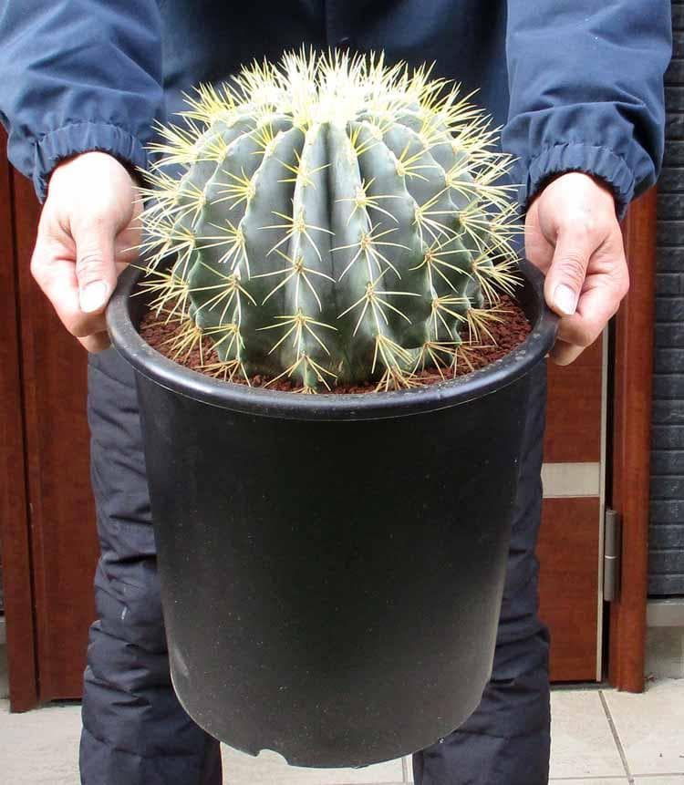 【現品】サボテン・王冠竜　フェロカクタス（おうかんりゅう）　9号　うC番