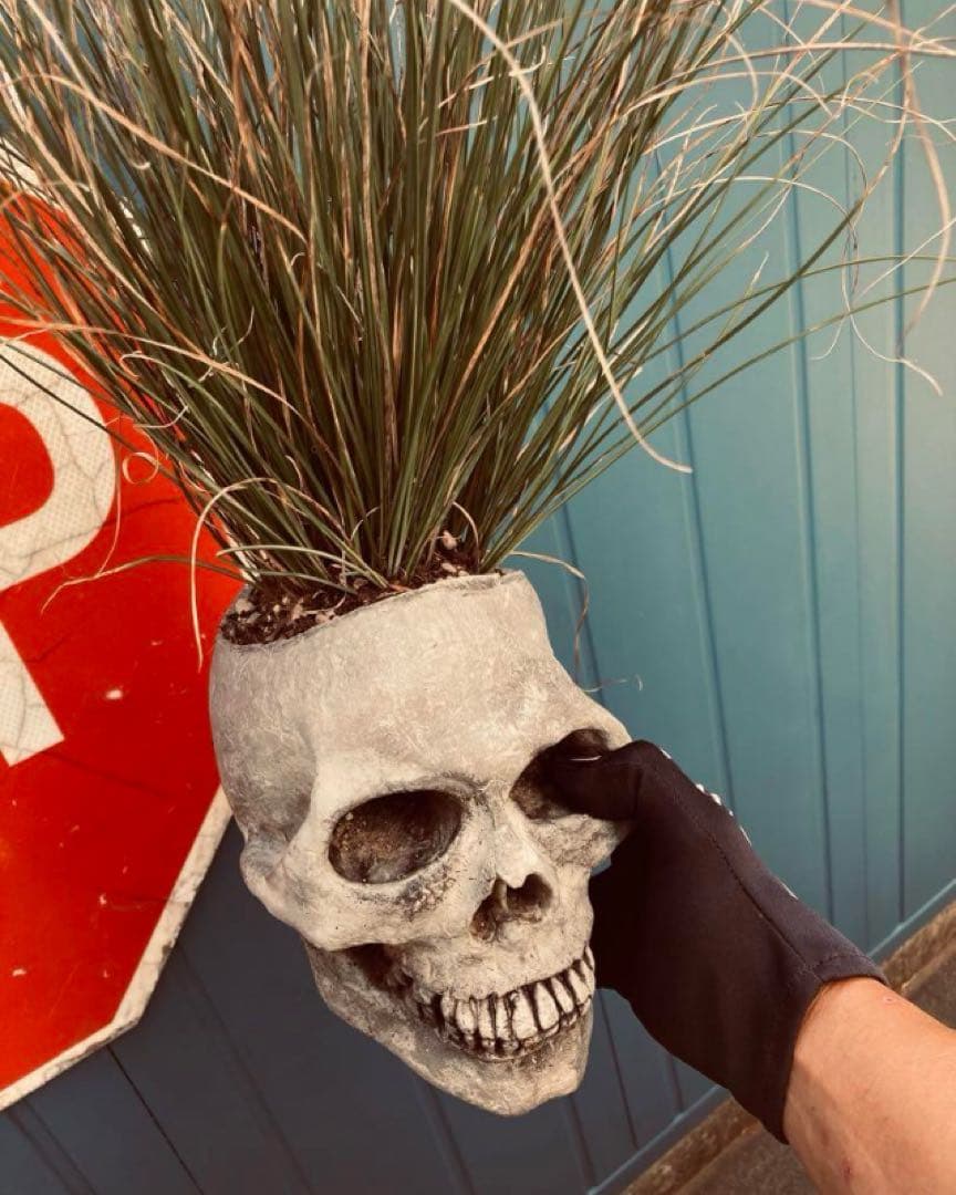 スカル鉢　モヒカン又はボンバータイプ◇ドライガーデン多肉サボテン　ユッカ　アガベ