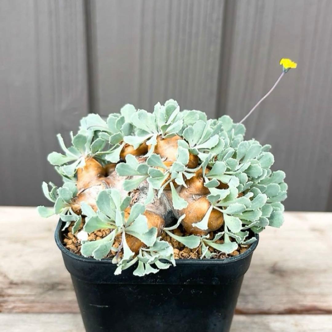 《やん坊まー坊》オトンナ カカリオイデス　現地球』極美特大株　発根済