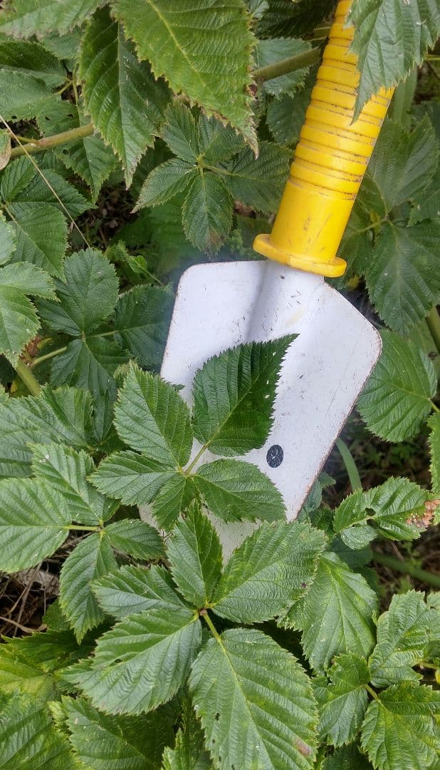 ブラックベリー挿し木用(ФωФ)ネコポス カット枝