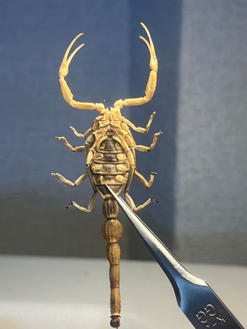 【標本】スーザンシールドテールドスコーピオン キョクトウサソリムカデセンチピード