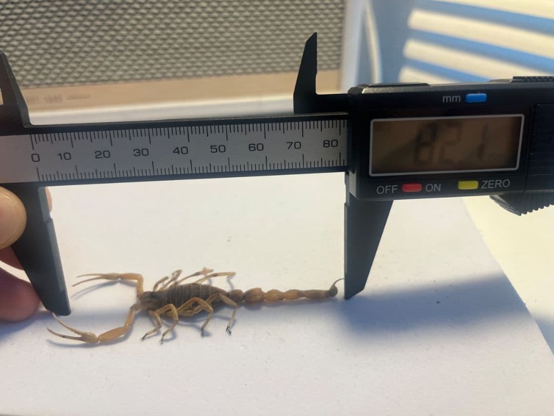 【標本】スーザンシールドテールドスコーピオン キョクトウサソリムカデセンチピード