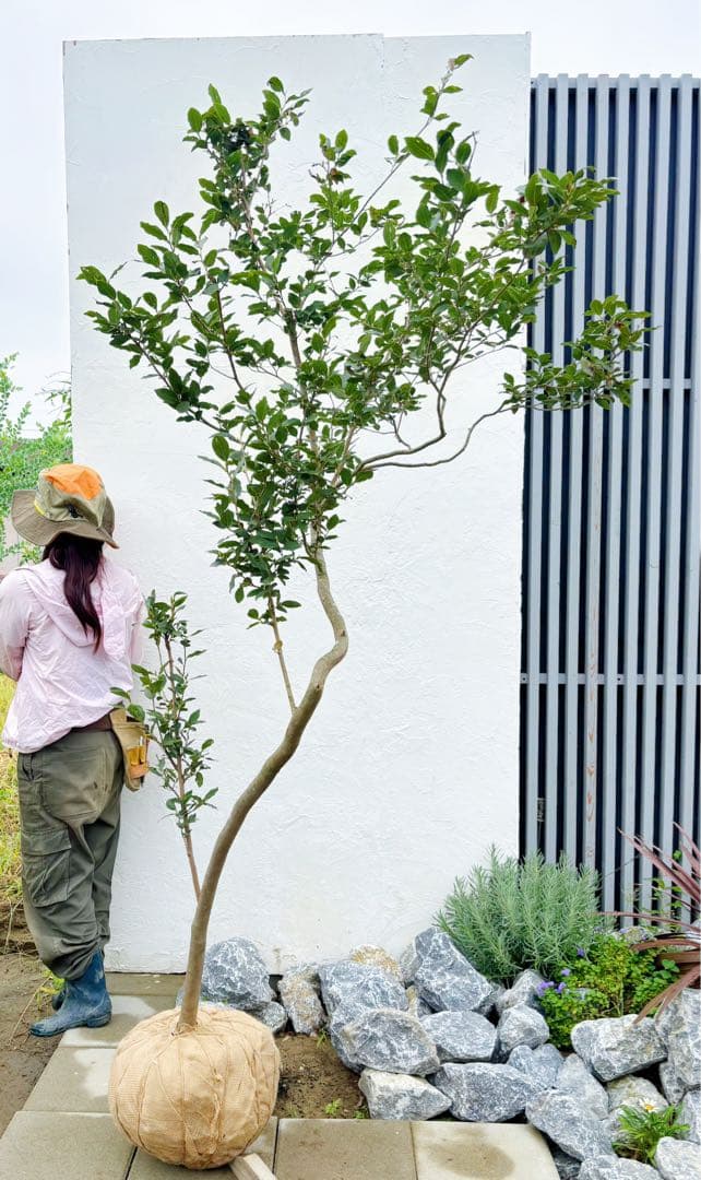 masuma 超逸品。山採りヤマコウバシ2.3M(鉢底から) 幅1.0M