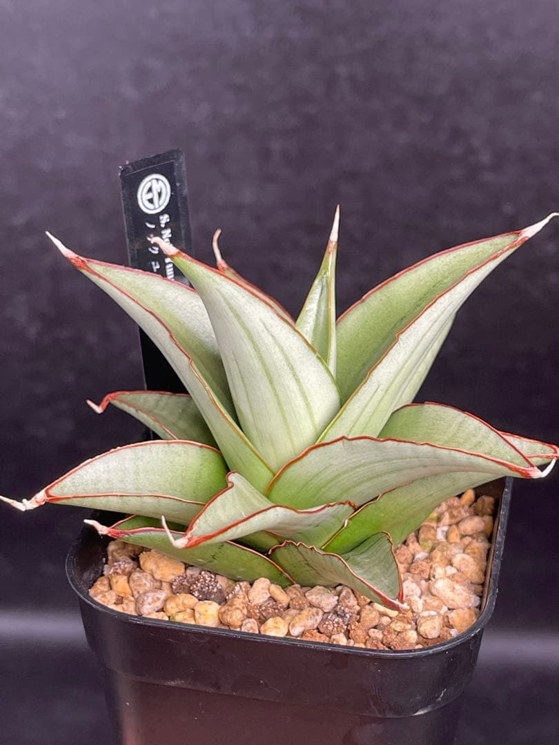 EMP サンセベリア Nok yung / 最後が成長イメージ SA419