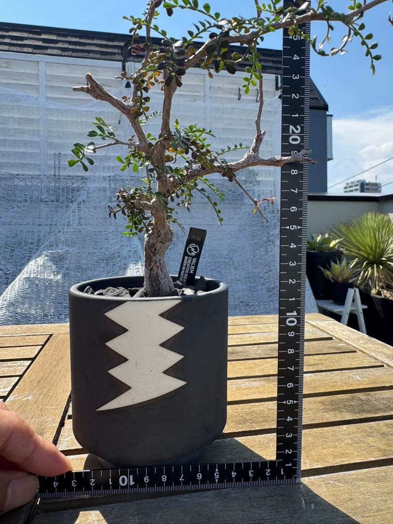 オペルクリカリアパキプス　VALIEM鉢付き