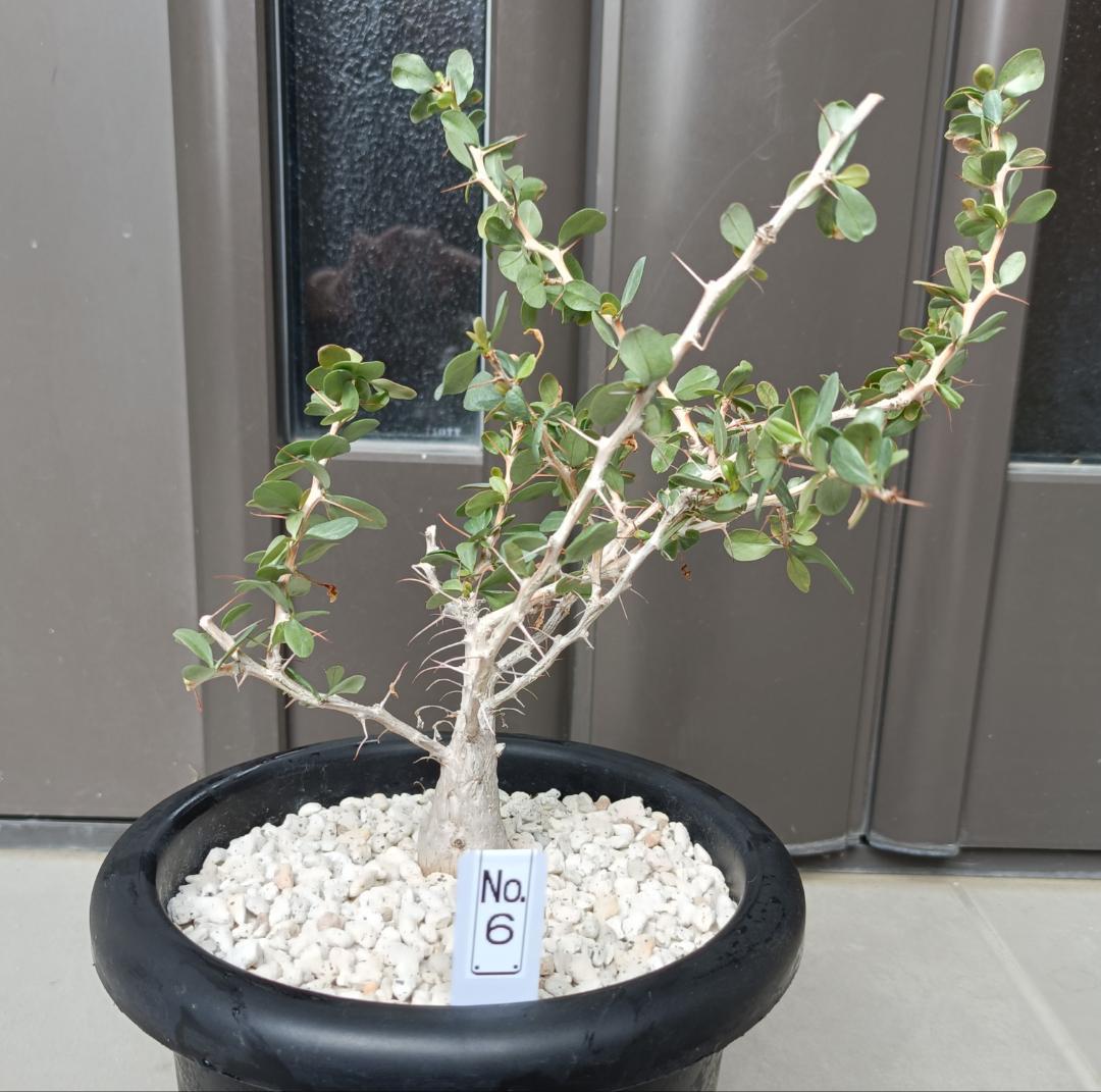 フォークイエリア コルムナリス 観峰玉　№6