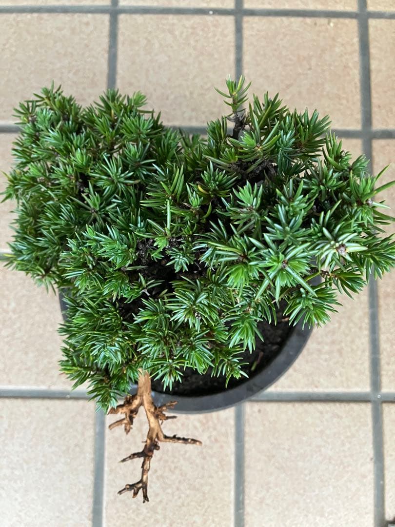 大特価◉小品盆栽　杜松　極上品　幹の曲美しい樹形が超魅力！大幅値下げ早いもの勝ち