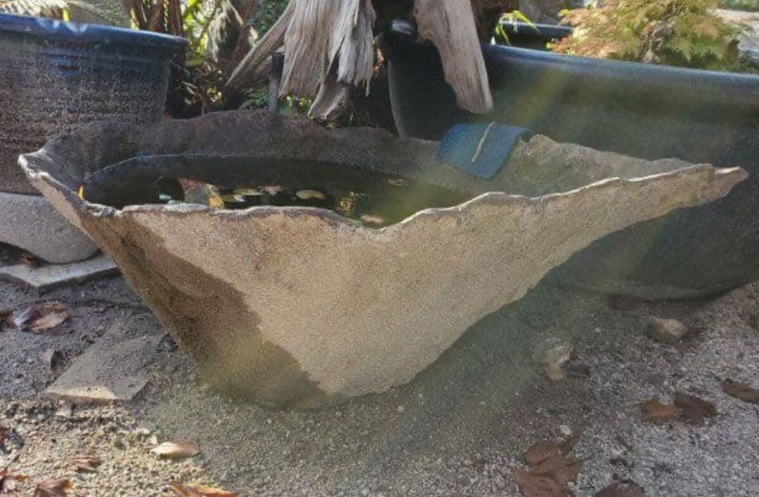 自然な貝殻形状の水鉢　めだかの館オリジナル一品物手作りメダカ鉢