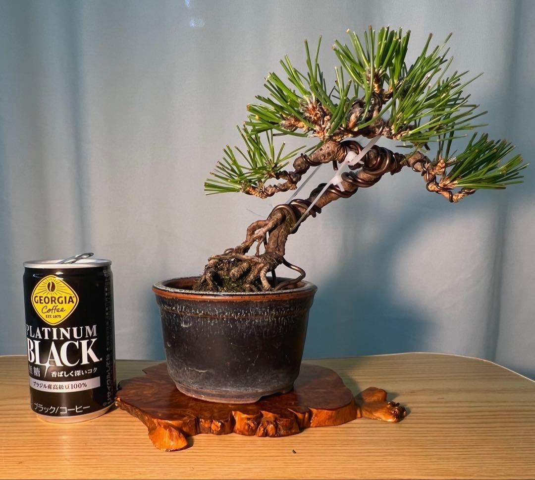 黒松　根上がり