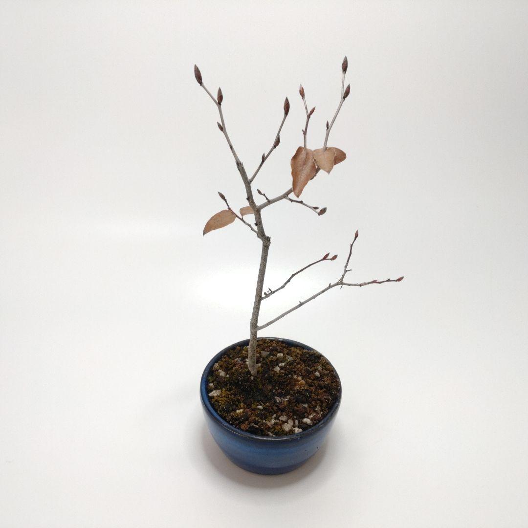 寒樹ヤマコウバシ盆栽 SS004