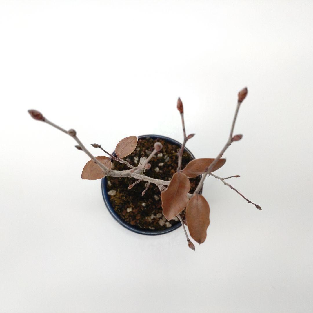 寒樹ヤマコウバシ盆栽 SS004