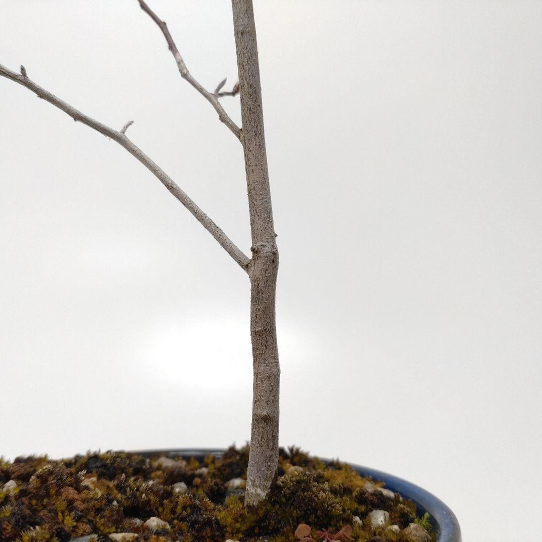 寒樹ヤマコウバシ盆栽 SS004