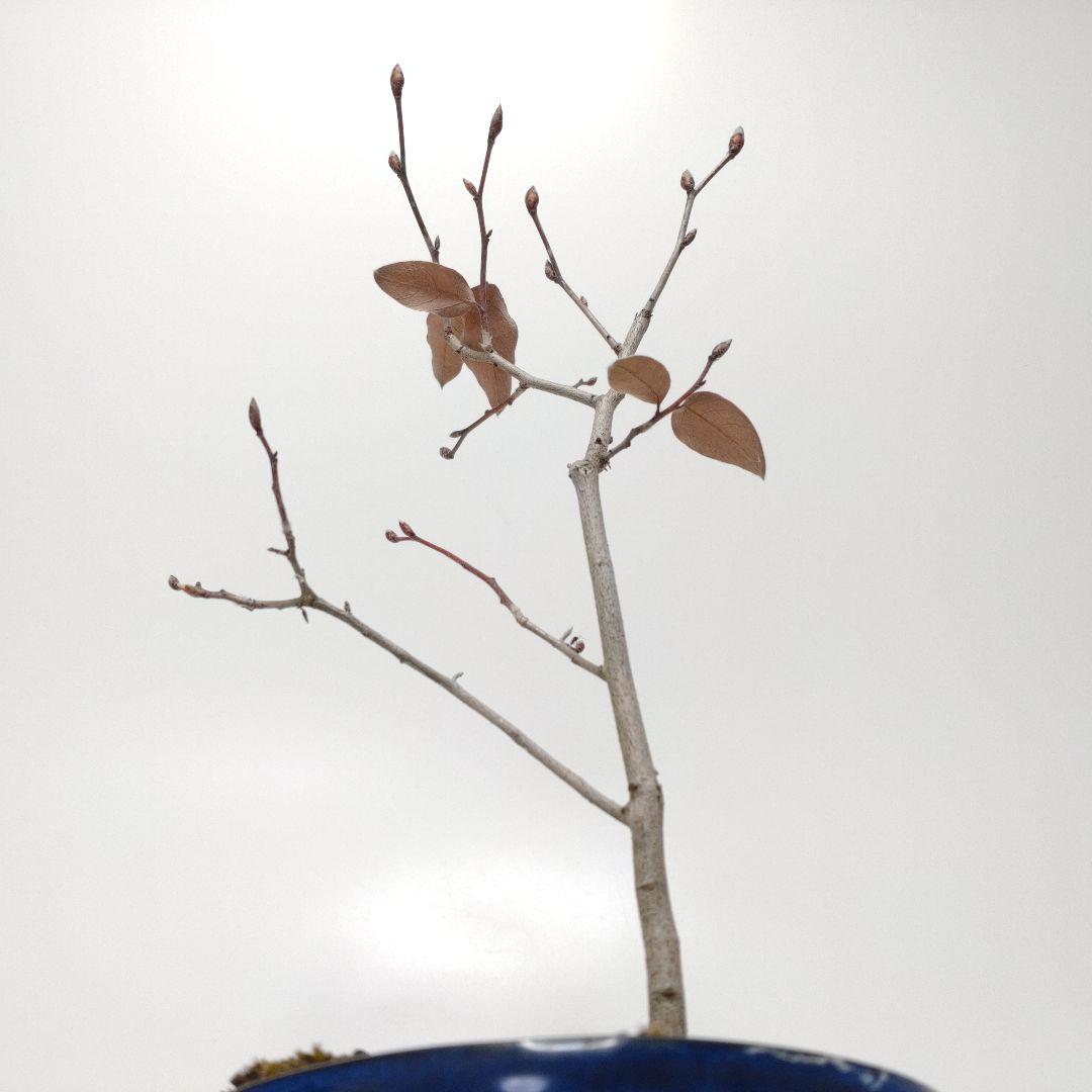 寒樹ヤマコウバシ盆栽 SS004