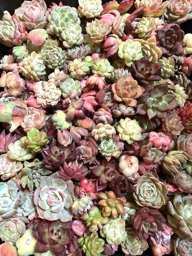 韓国苗 １００苗ちびちゃん詰め合わせ！多肉植物 MIX苗 交配苗など