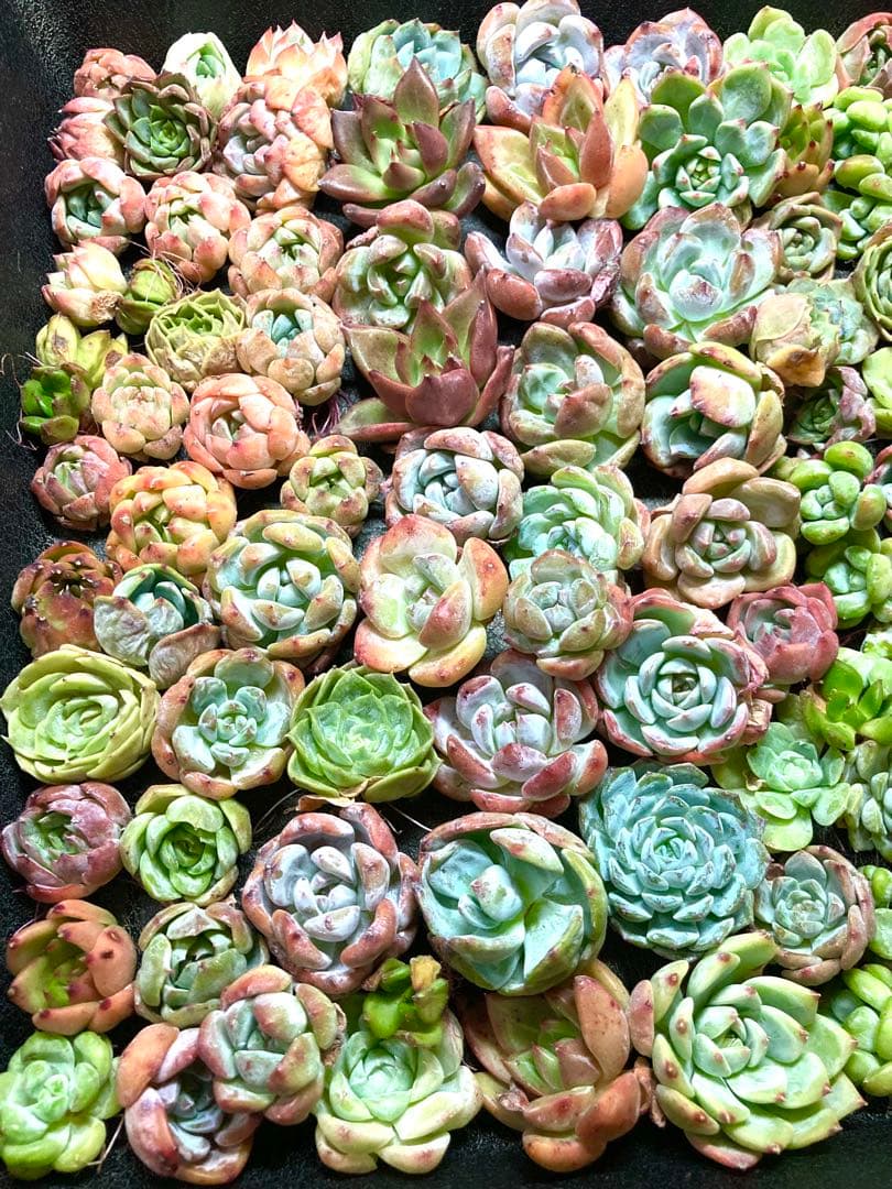 韓国苗 １００苗ちびちゃん詰め合わせ！多肉植物 MIX苗 交配苗など