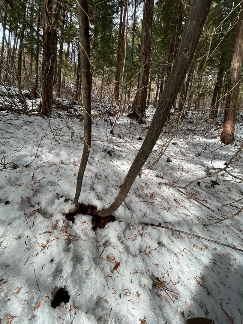 天然クロモジ　二本立苗木約270cm