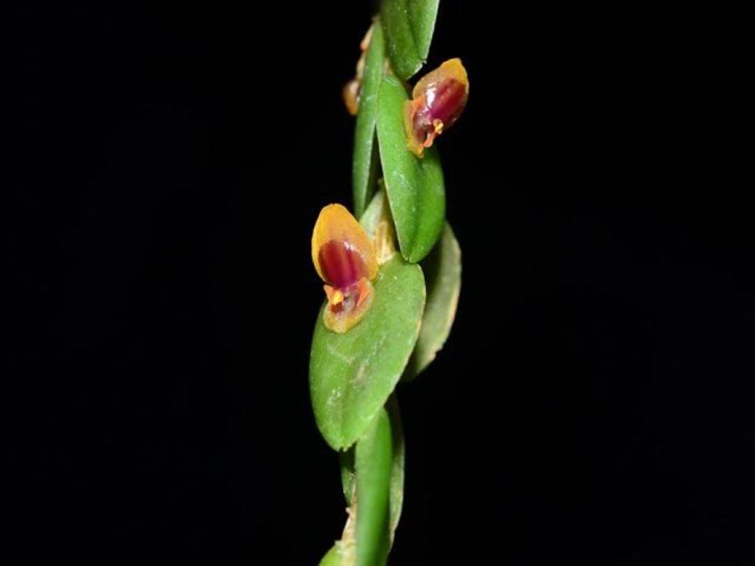 andinia nummularia 垂れ下がり南米着生ランエクアドルミニチュア