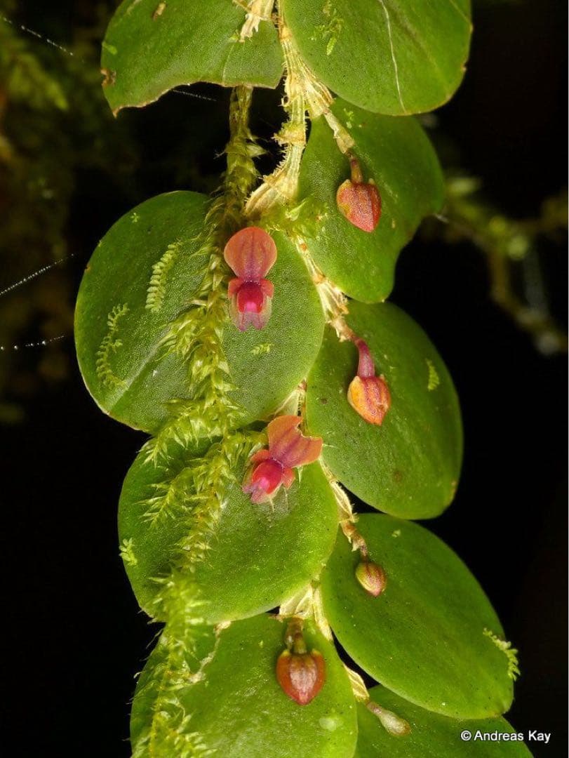 andinia nummularia 垂れ下がり南米着生ランエクアドルミニチュア