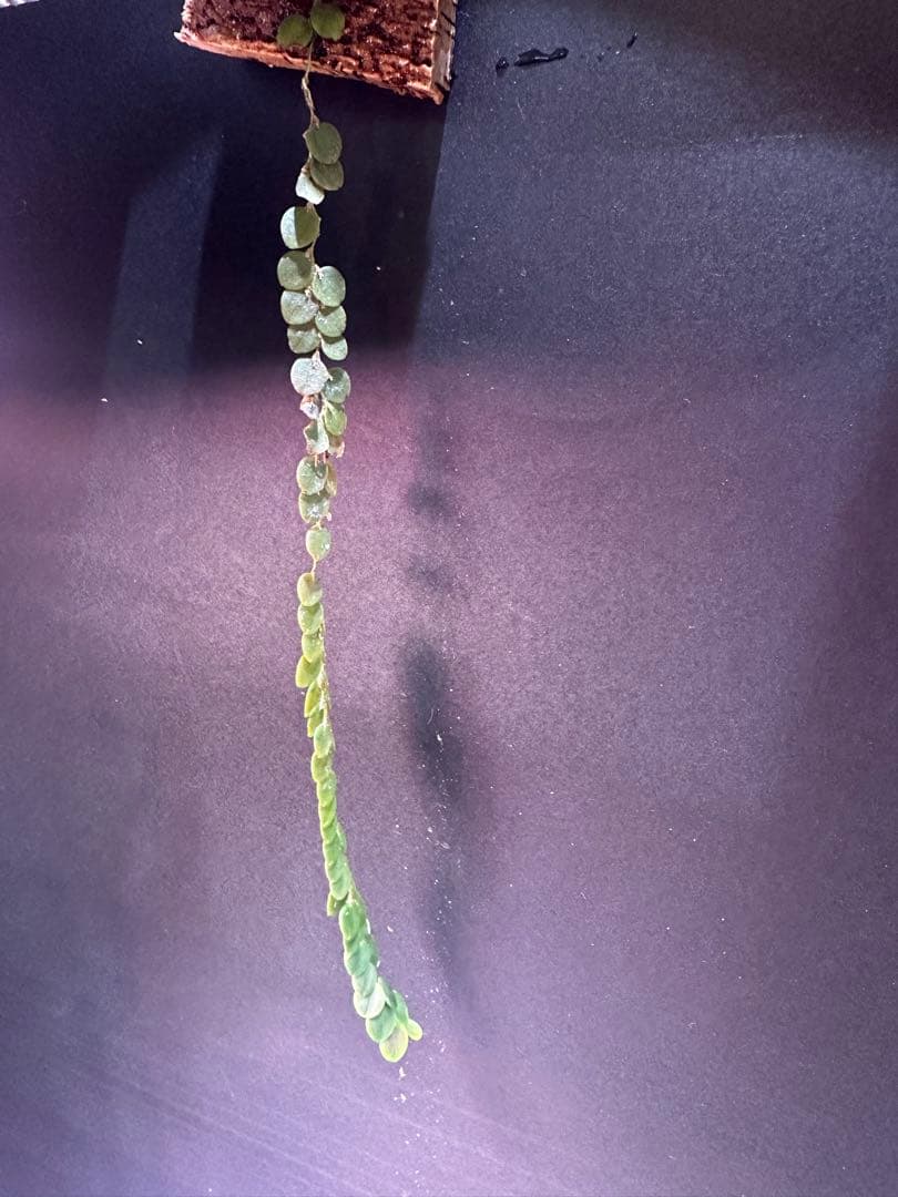 andinia nummularia 垂れ下がり南米着生ランエクアドルミニチュア