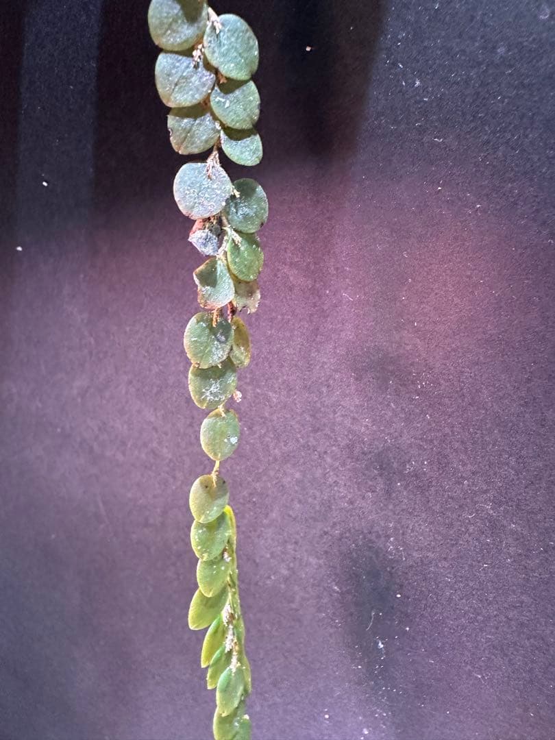 andinia nummularia 垂れ下がり南米着生ランエクアドルミニチュア