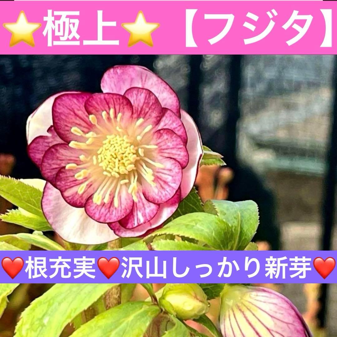 の*ん様 ❤️根充実❤️沢山しっかり新芽❤️966⭐️極上⭐️【フジタ】