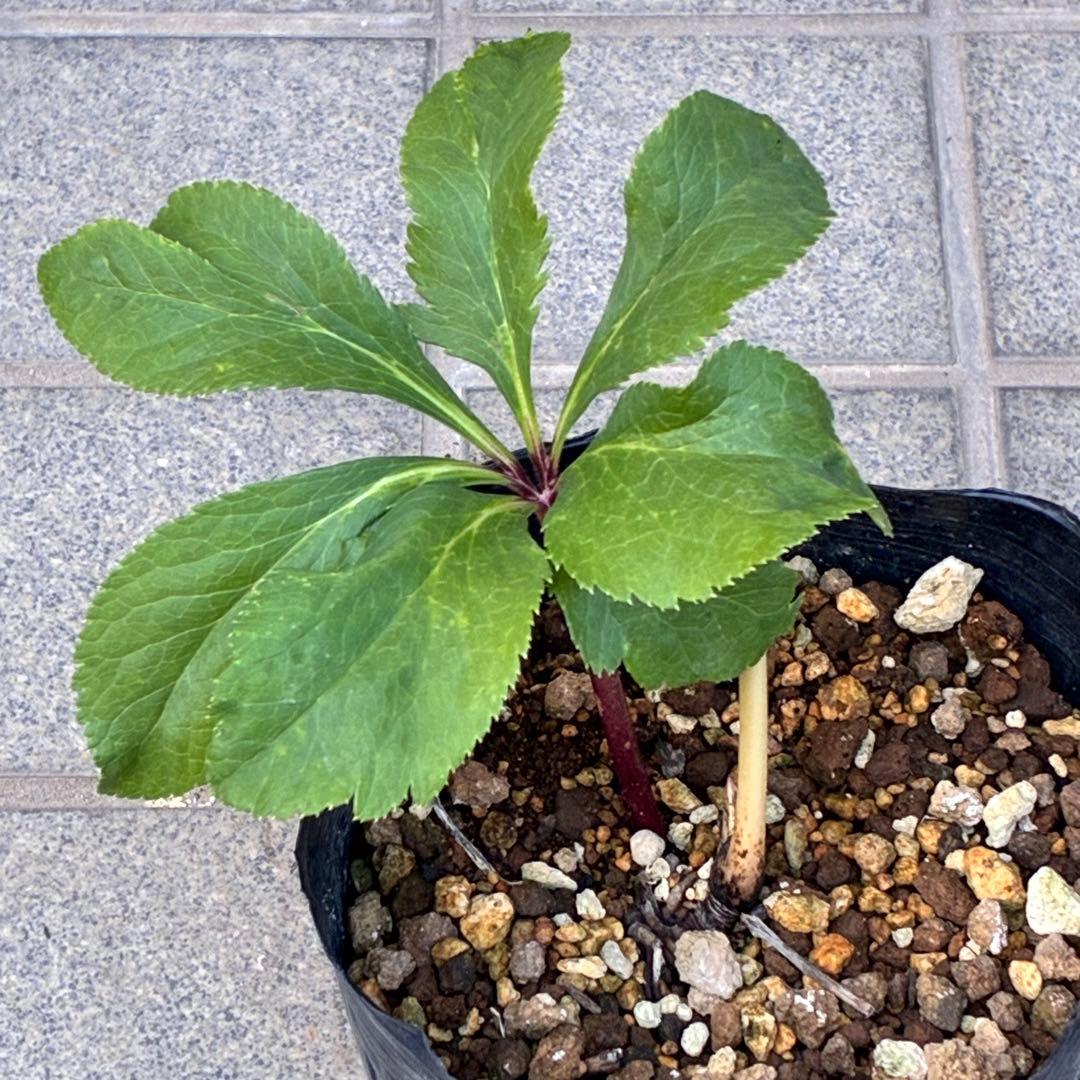 の*ん様 ❤️根充実❤️沢山しっかり新芽❤️966⭐️極上⭐️【フジタ】