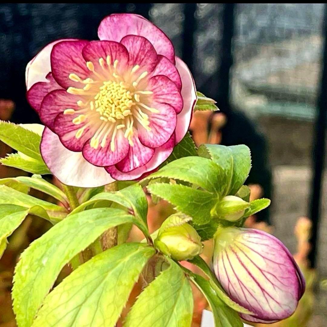 の*ん様 ❤️根充実❤️沢山しっかり新芽❤️966⭐️極上⭐️【フジタ】