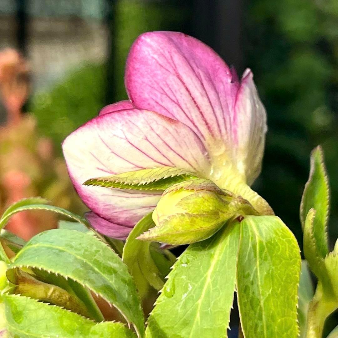 の*ん様 ❤️根充実❤️沢山しっかり新芽❤️966⭐️極上⭐️【フジタ】