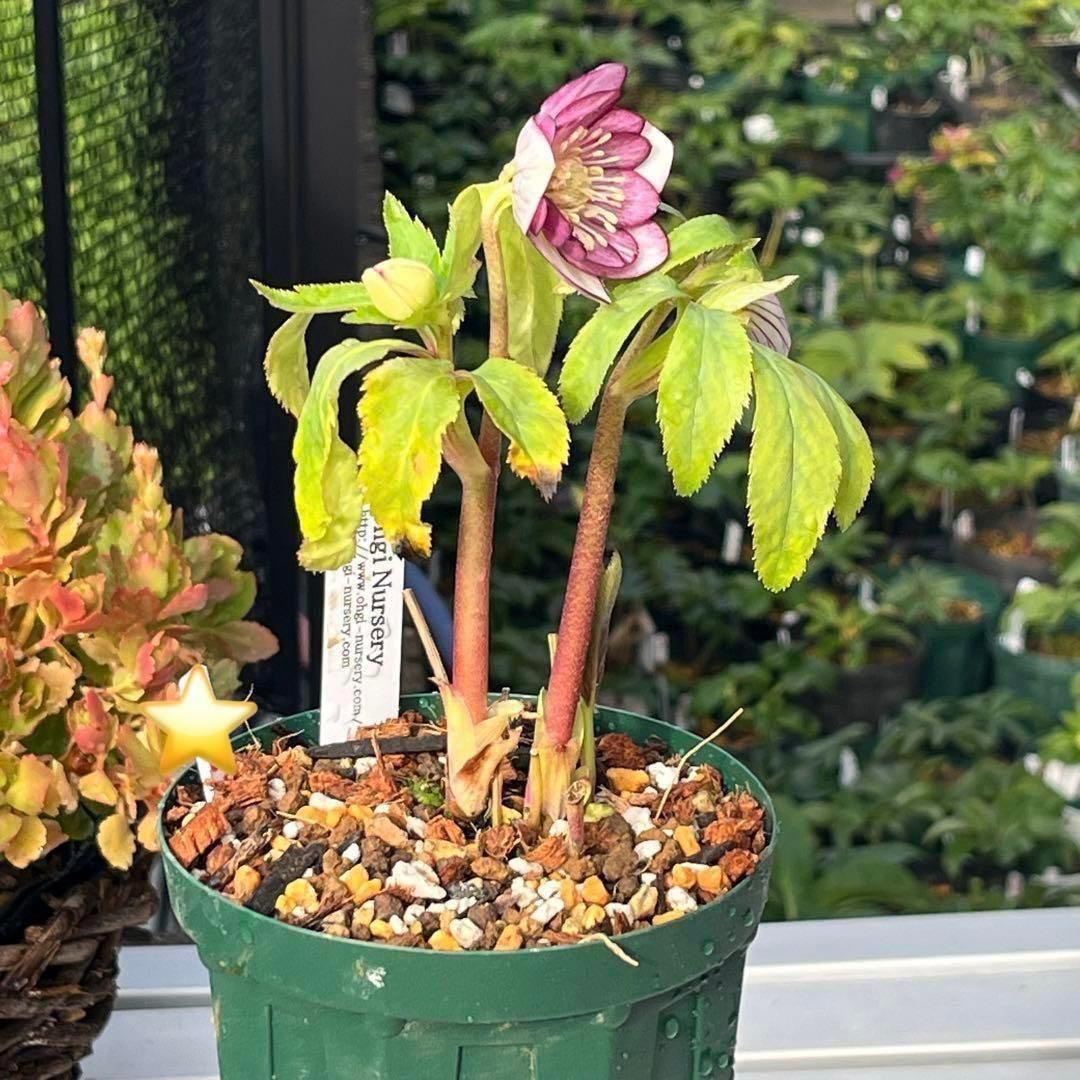 の*ん様 ❤️根充実❤️沢山しっかり新芽❤️966⭐️極上⭐️【フジタ】