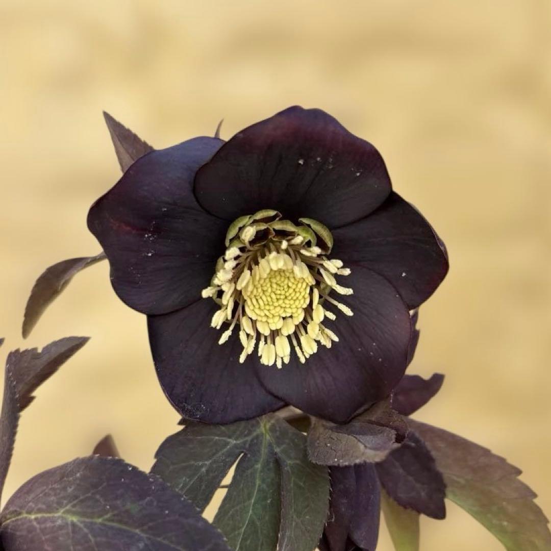 加藤農園　マットブラック　クリスマスローズ　開花株　現品　匿名発送　交配タグ付き