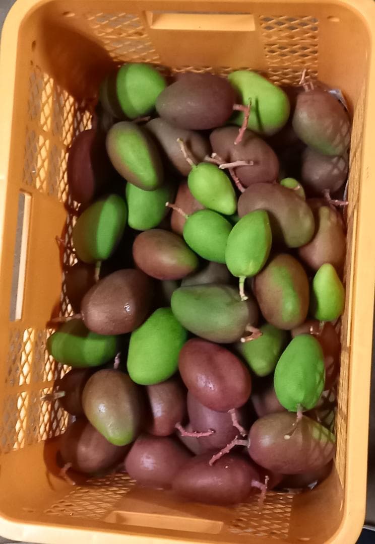 マンゴー+摘果 / 14 kg including box