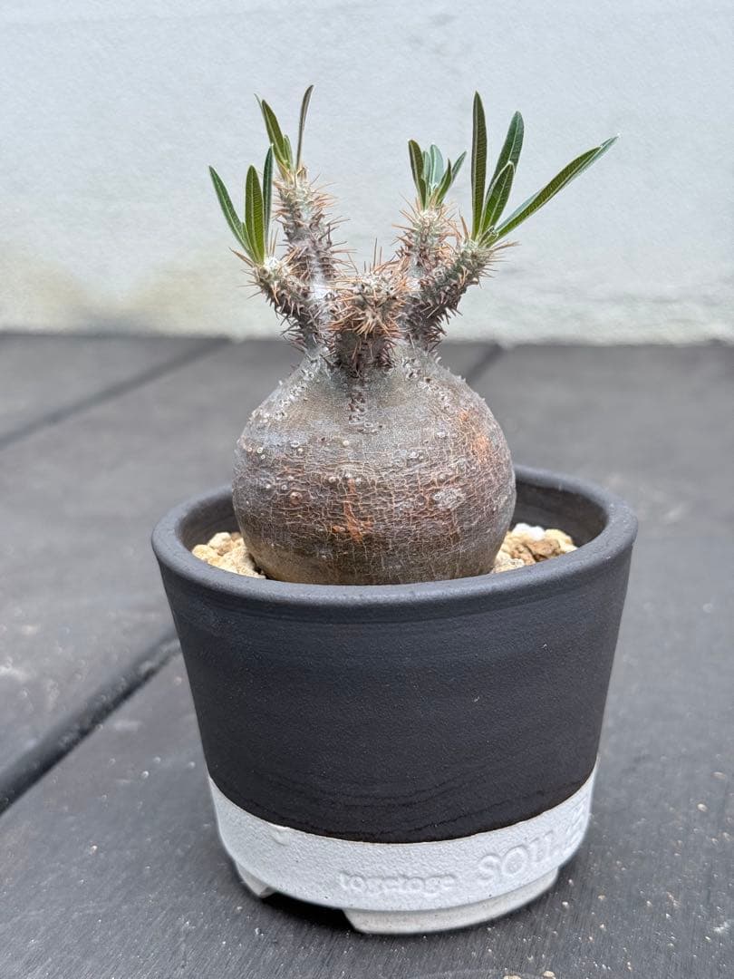 25/5/30出品 まんまるパキポディウムグラキリス(現地球) sou(鉢込み)