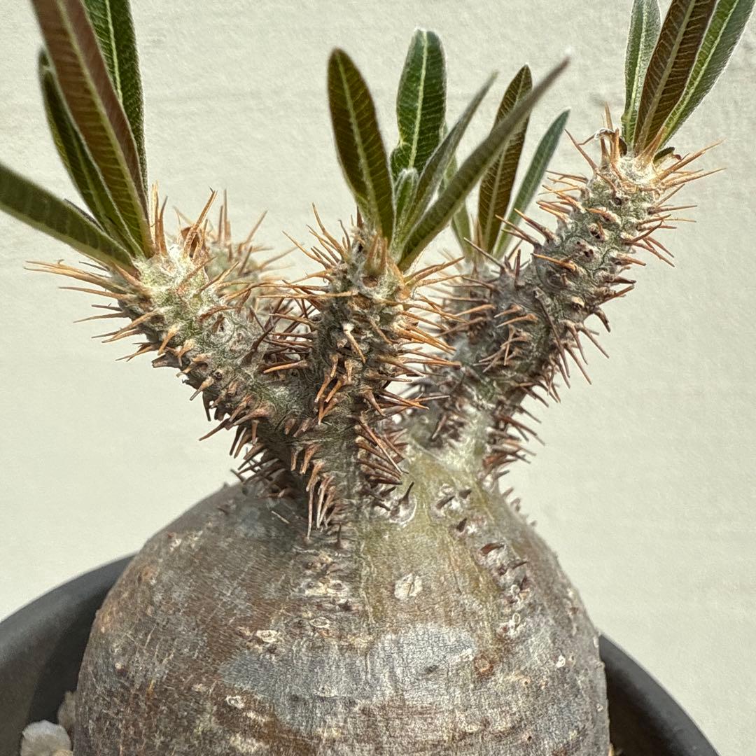 25/5/30出品 まんまるパキポディウムグラキリス(現地球) sou(鉢込み)