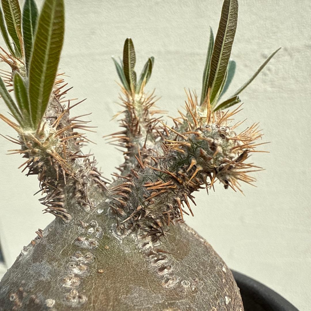 25/5/30出品 まんまるパキポディウムグラキリス(現地球) sou(鉢込み)