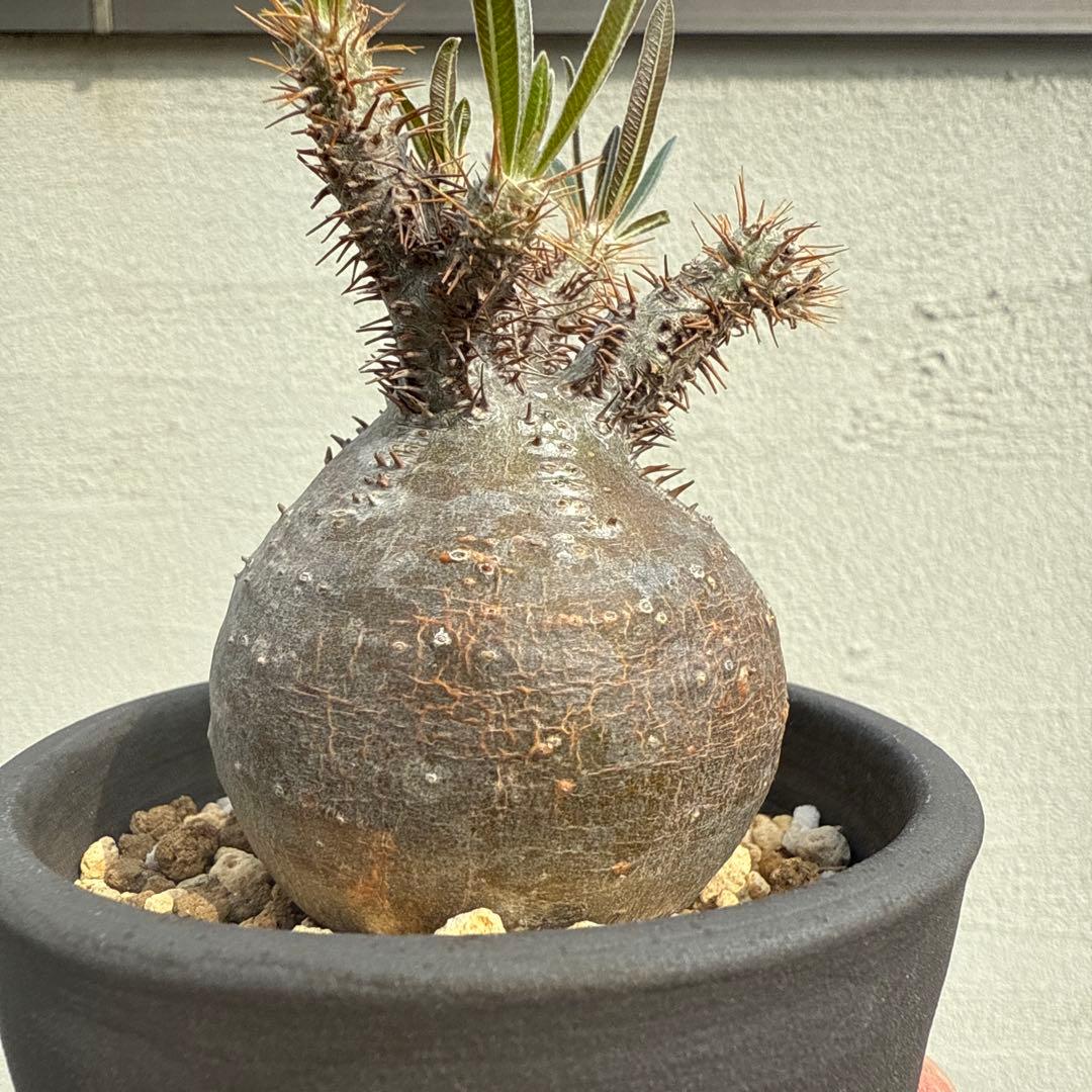 25/5/30出品 まんまるパキポディウムグラキリス(現地球) sou(鉢込み)